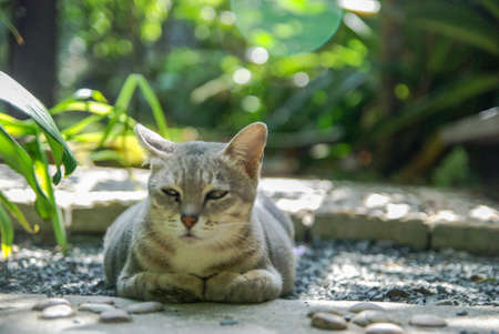 Cat laying on the rockの写真素材