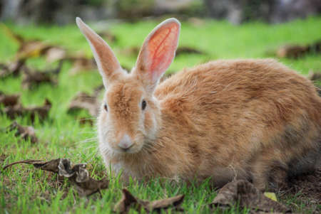 bunny rabbit eating grass in the garden