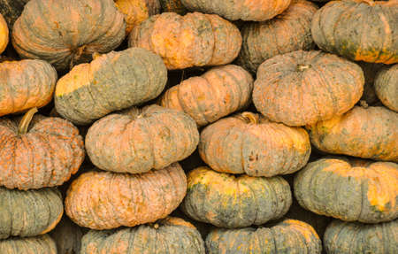 pumpkin in a pileの写真素材