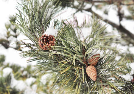 cone pine-tree in snowの写真素材