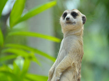 a weasel atand on the rock 