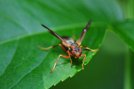 Wasp insect の写真素材