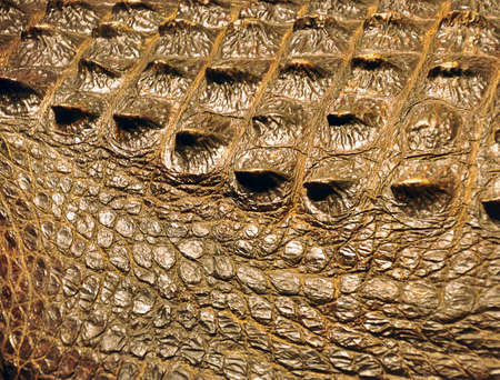 Crocodile skin texture の写真素材