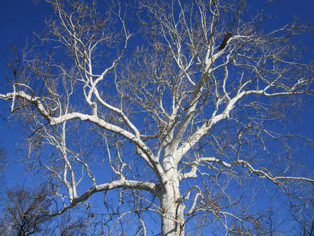 forest trees and blue skyの写真素材
