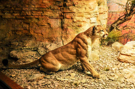 Mountain Lionの写真素材
