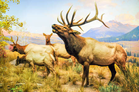 Wild Bull Mooseの写真素材