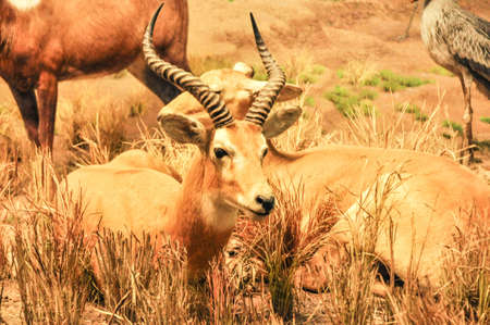 Gazelle on the Masai Maraの写真素材