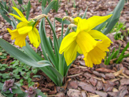 daffodil spring flowerの写真素材