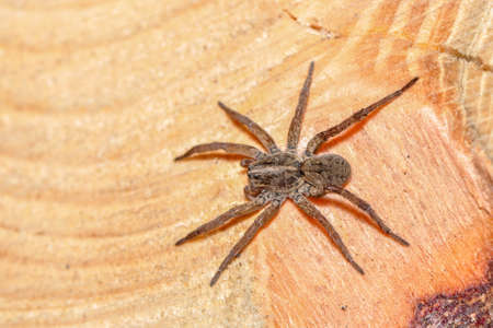 Big ugly and hairy, Wolf spiderの写真素材