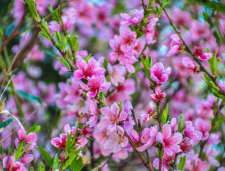 Cherry Blossom  in Japan  の写真素材