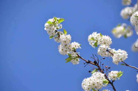 Cherry Blossom  in Japan  の写真素材