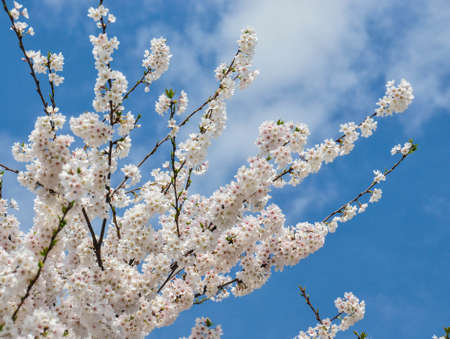 Cherry Blossom  in Japan  