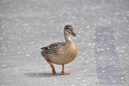 duck walking on the streeetの写真素材