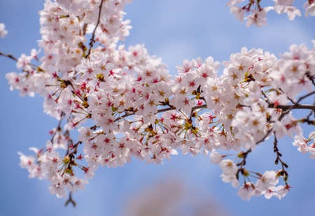 Cherry Blossom and sakura の写真素材