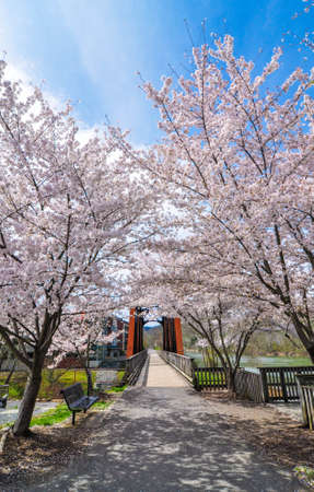 Cherry Blossom and old bridgeの写真素材