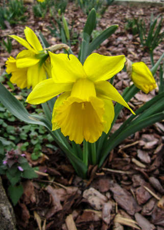 Yellow spring narcissus の写真素材