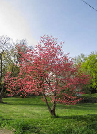tree with flowersの写真素材