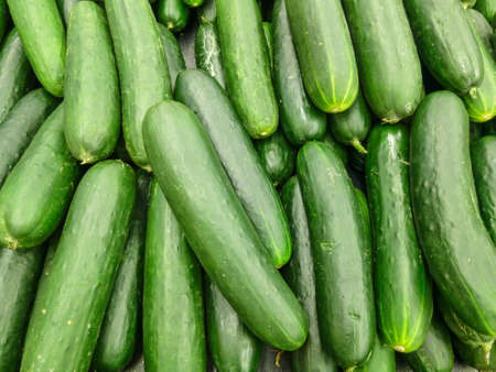 A pile of fresh cucumbersの写真素材