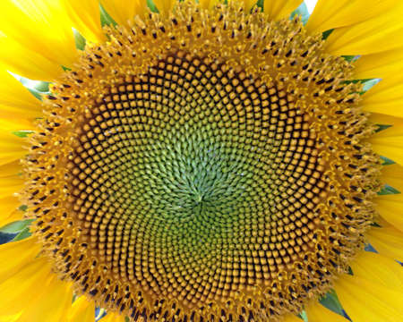 Close up of Sunflowerの素材