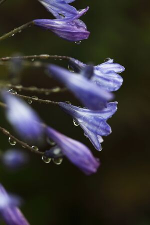 A close-up image of agapanthus flowers covered in rain droplets.の写真素材