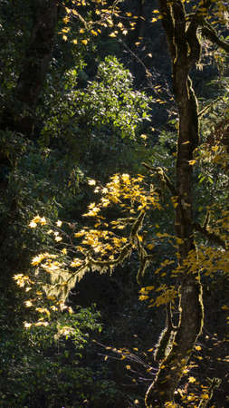 Tree in forest. Kingdom of Bhutan. Asiaの写真素材