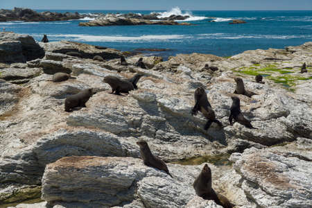 Seals on coast in Kaikoura, New Zealand. の写真素材