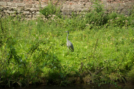 Heron near citadel of Lille's wall, Franceの写真素材