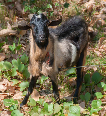 Goat. Sukorn island, Thailandの写真素材