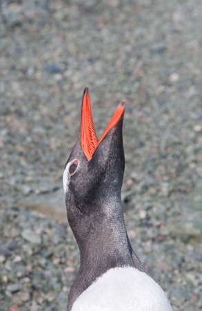 Penguin in Antarctic islandの写真素材