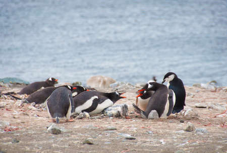 Angry penguins in Antarctic island