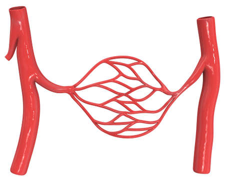 Blood vessels isolated on white