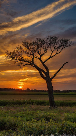 Lonely tree in the field at sunset. Beautiful landscape.の写真素材