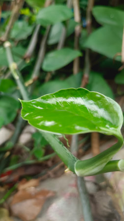 Green leaves in the garden. Selective focus with shallow depth of field.の写真素材