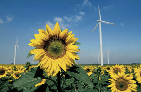 windmill and sunflowerの写真素材