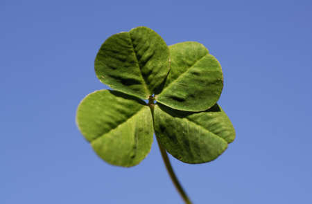 four leaves shamrock