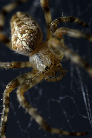 Spider on web with black backgroundの写真素材