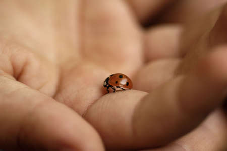 a children hand with small ladybug insideの写真素材