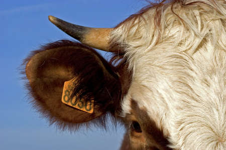 portrait of cow with blue sky on backgroundの写真素材