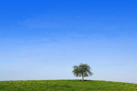 One alone tree with blue sky backgroundの写真素材
