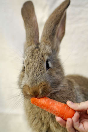 young rabbitの写真素材