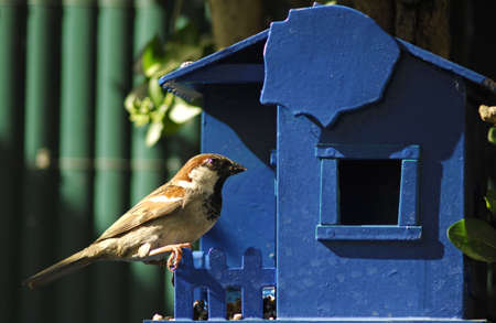 Bird in a blue houseの写真素材
