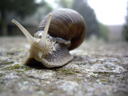 snailの写真素材