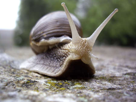 snailの写真素材