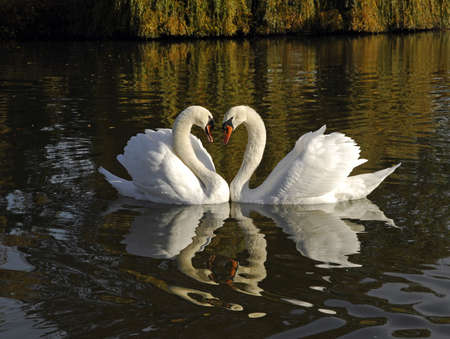 Two swansの写真素材