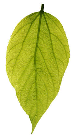 green leave isolated on white backgroundの写真素材