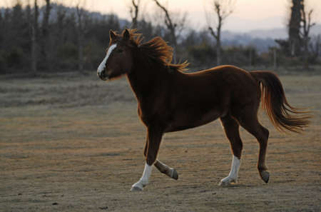 Brown horse の写真素材