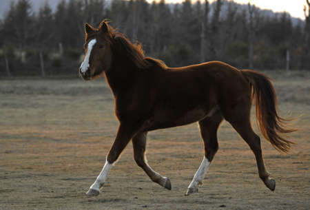 Brown horse の写真素材