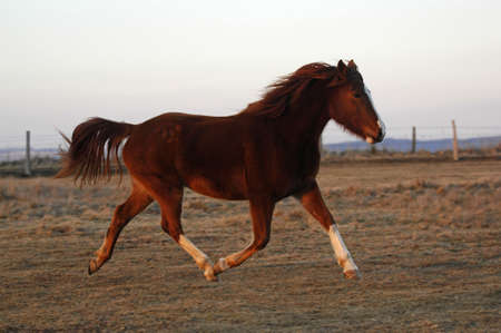 Brown horse の写真素材