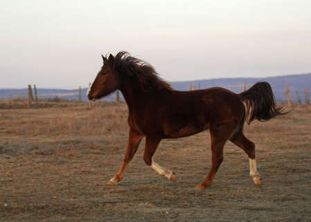 Brown horse の写真素材