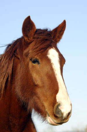 Brown horse の写真素材